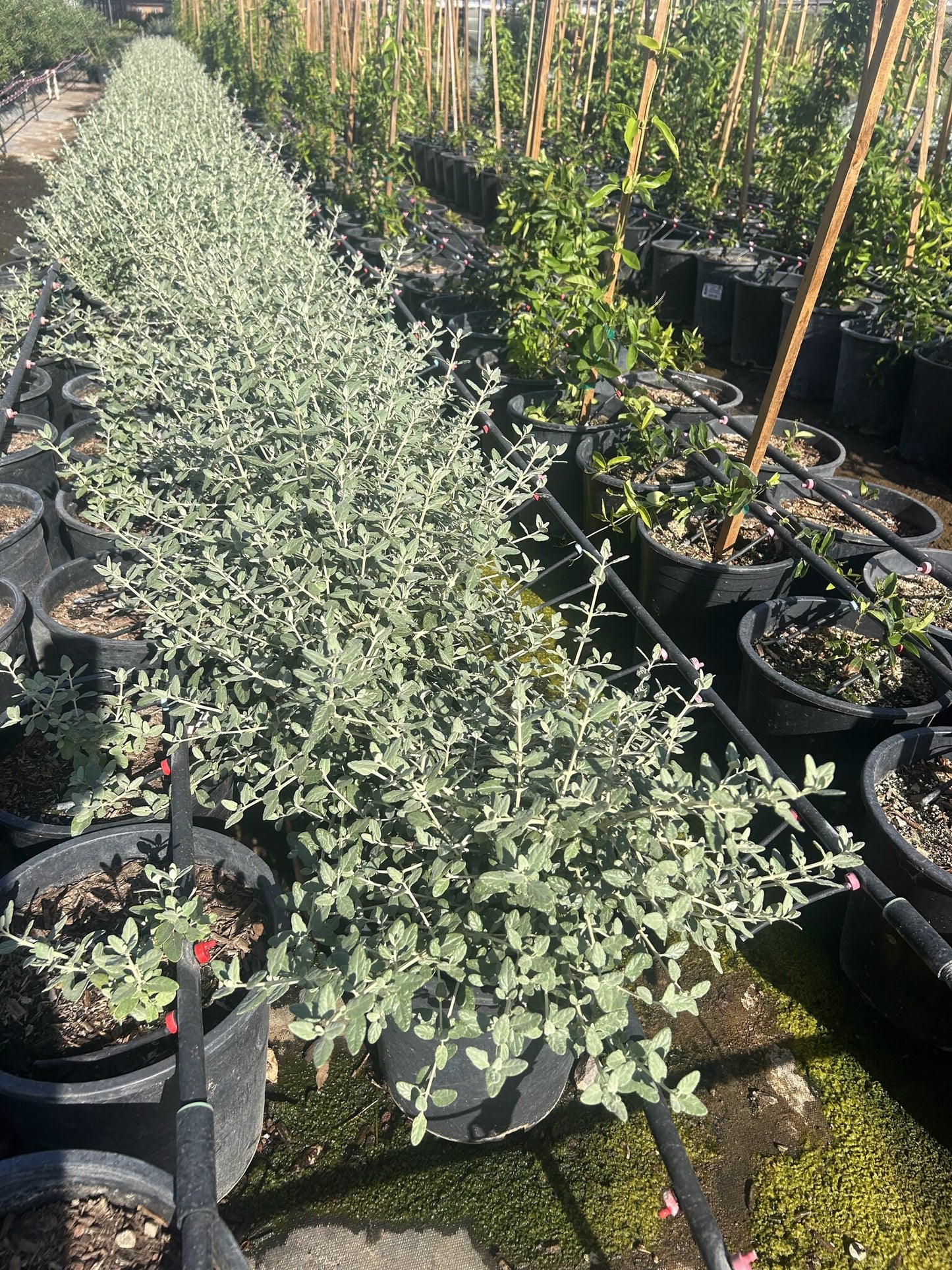 Bush Germander