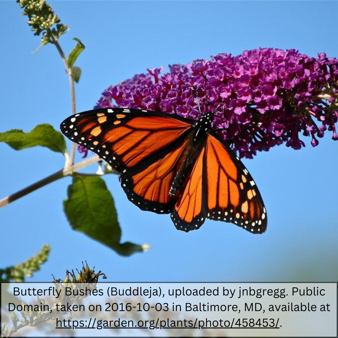 Monarch butterfly feeding on Butterfly Bush (Buddleja davidii) purple flower spike — Phoenix, AZ