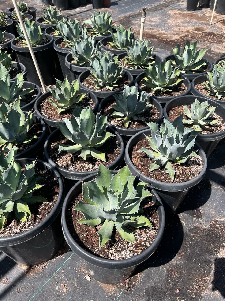 Butterfly Agave