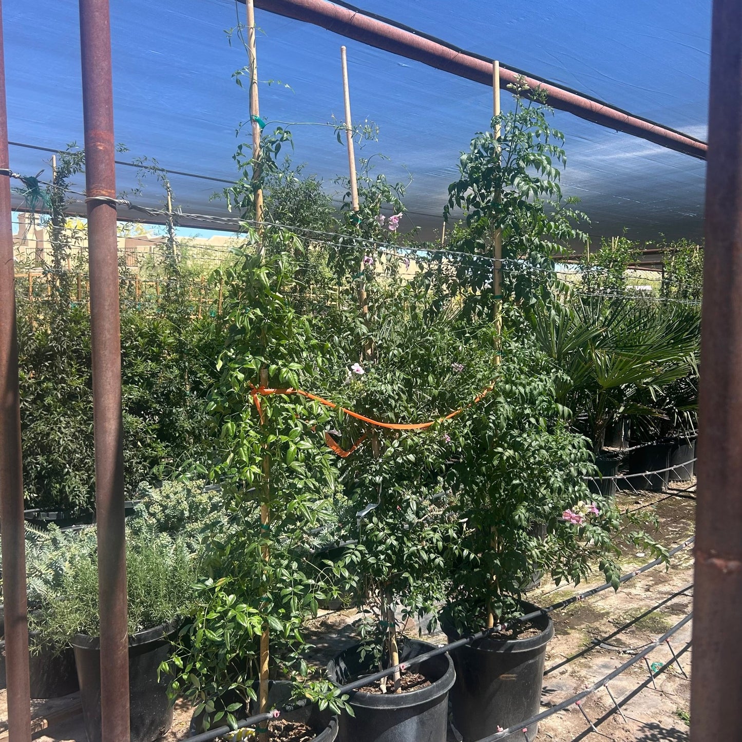 15 gallon Bower Vine (Pandorea jasminoides) staked on bamboo with pink blooms under shade cloth at Three Timbers — Phoenix, AZ