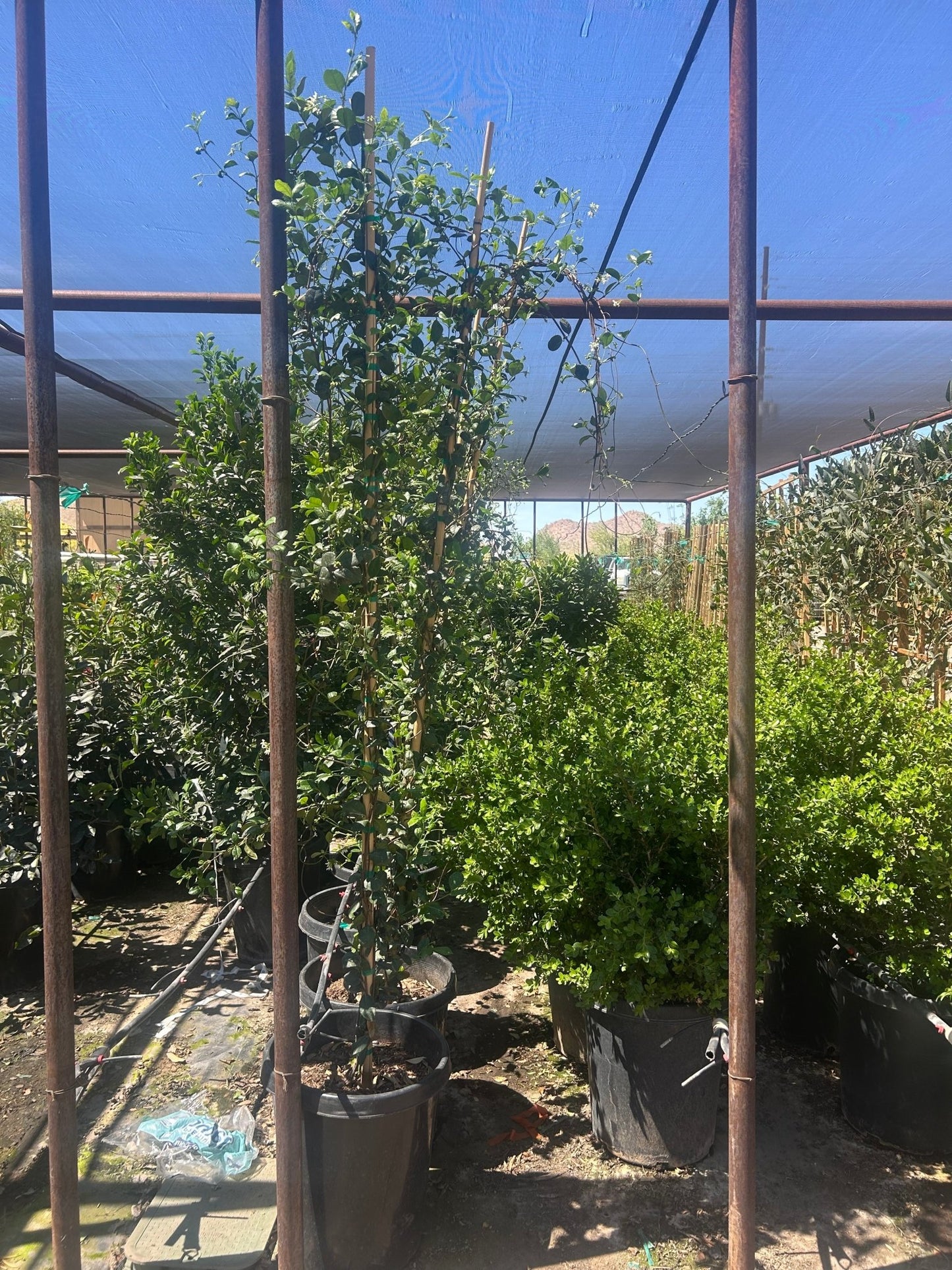 15 gallon Star Jasmine (Trachelospermum jasminoides) staked on bamboo under shade cloth at Three Timbers — Phoenix, AZ