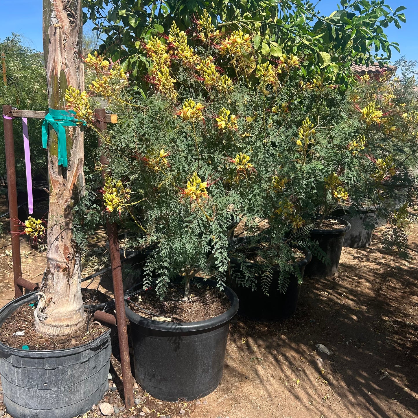 25 gallon Yellow Bird of Paradise (Caesalpinia gilliesii) in nursery pot — Phoenix, AZ