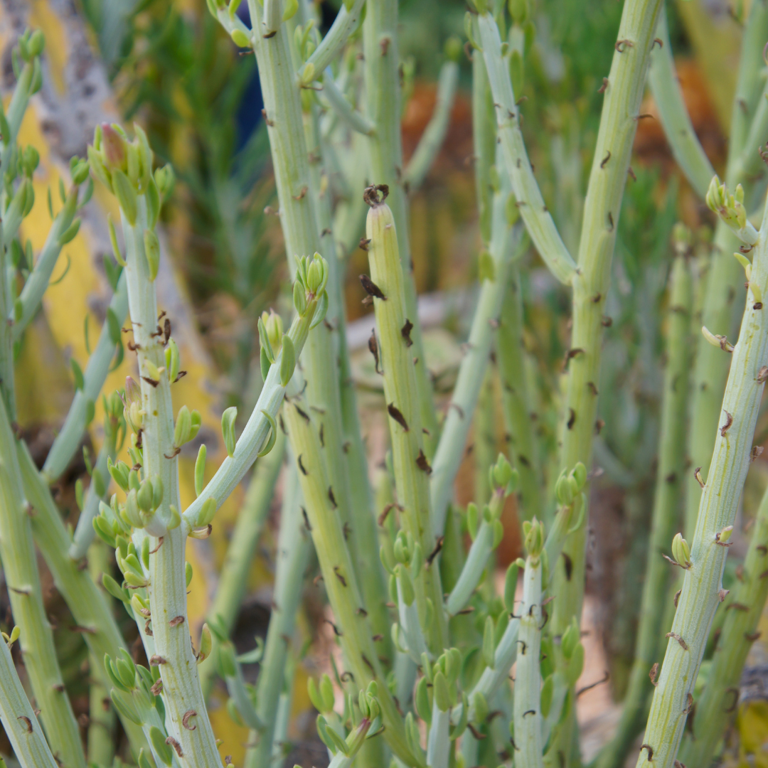 Candelilla (Euphorbia antisyphilitica) closeup of waxy blue-green stems with small leaf buds — Phoenix, AZ