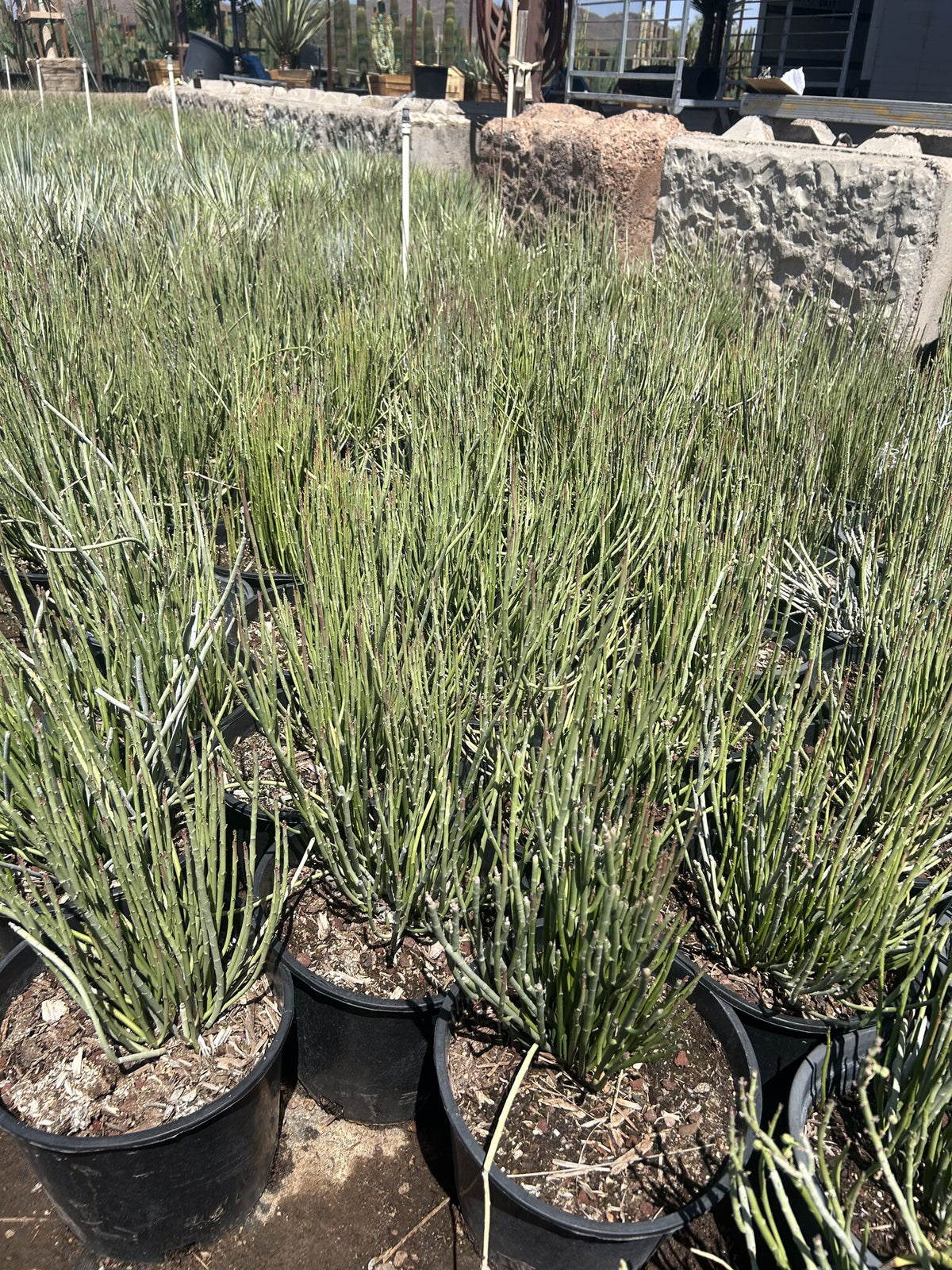 Candelilla clump of slender waxy blue green stems with fine upright texture