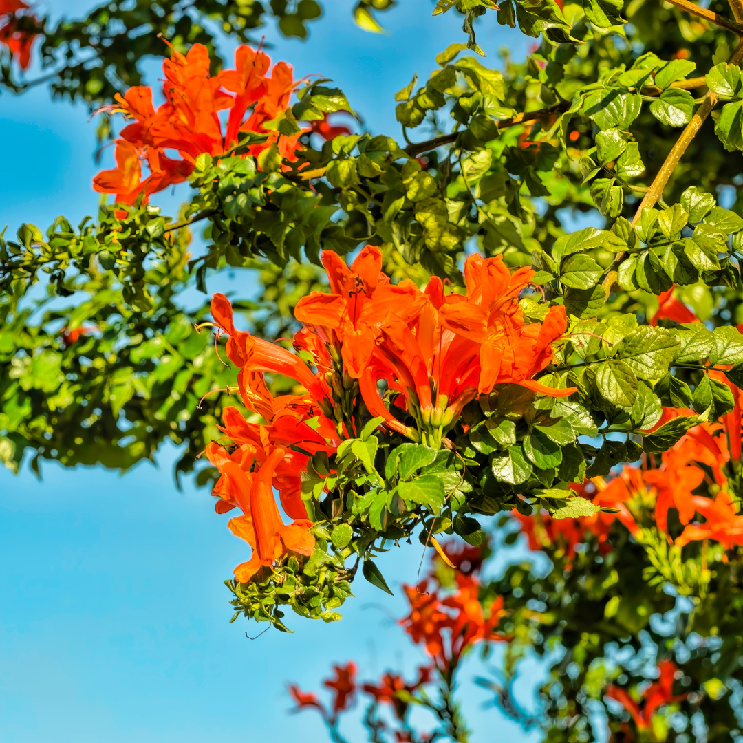 Cape Honeysuckle Staked (Tecoma capensis) orange-red flowering vine in nursery pot — Phoenix, AZ