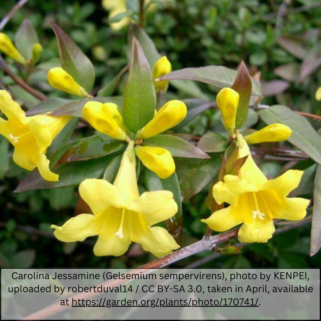 Carolina Jessamine (Gelsemium sempervirens) yellow trumpet flowers close-up with green foliage — Phoenix, AZ