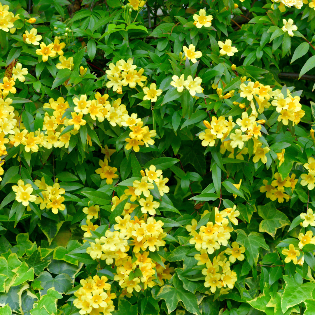 carolina jasmine plant Carolina Jessamine Phoenix, AZ