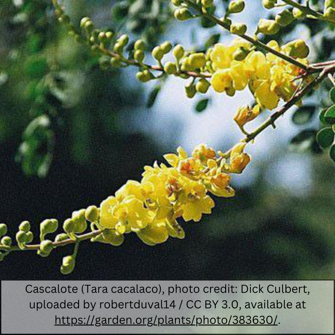 Cascalote Tree (Vachellia cacalaco) golden-yellow flower spikes in full bloom — Phoenix, AZ