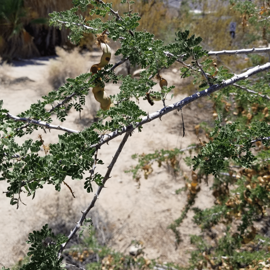 Cat Claw Acacia (Senegalia greggii) with compound leaves and seed pods in natural desert setting — Phoenix, AZ