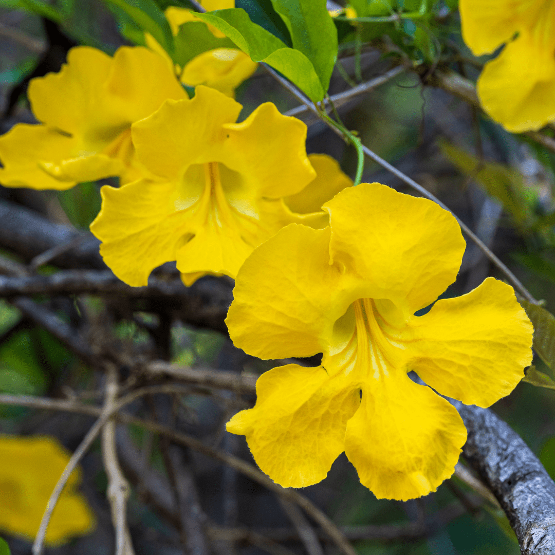 Cat Claw Vine (Macfadyena unguis-cati) yellow trumpet flowers on climbing vine — Phoenix, AZ