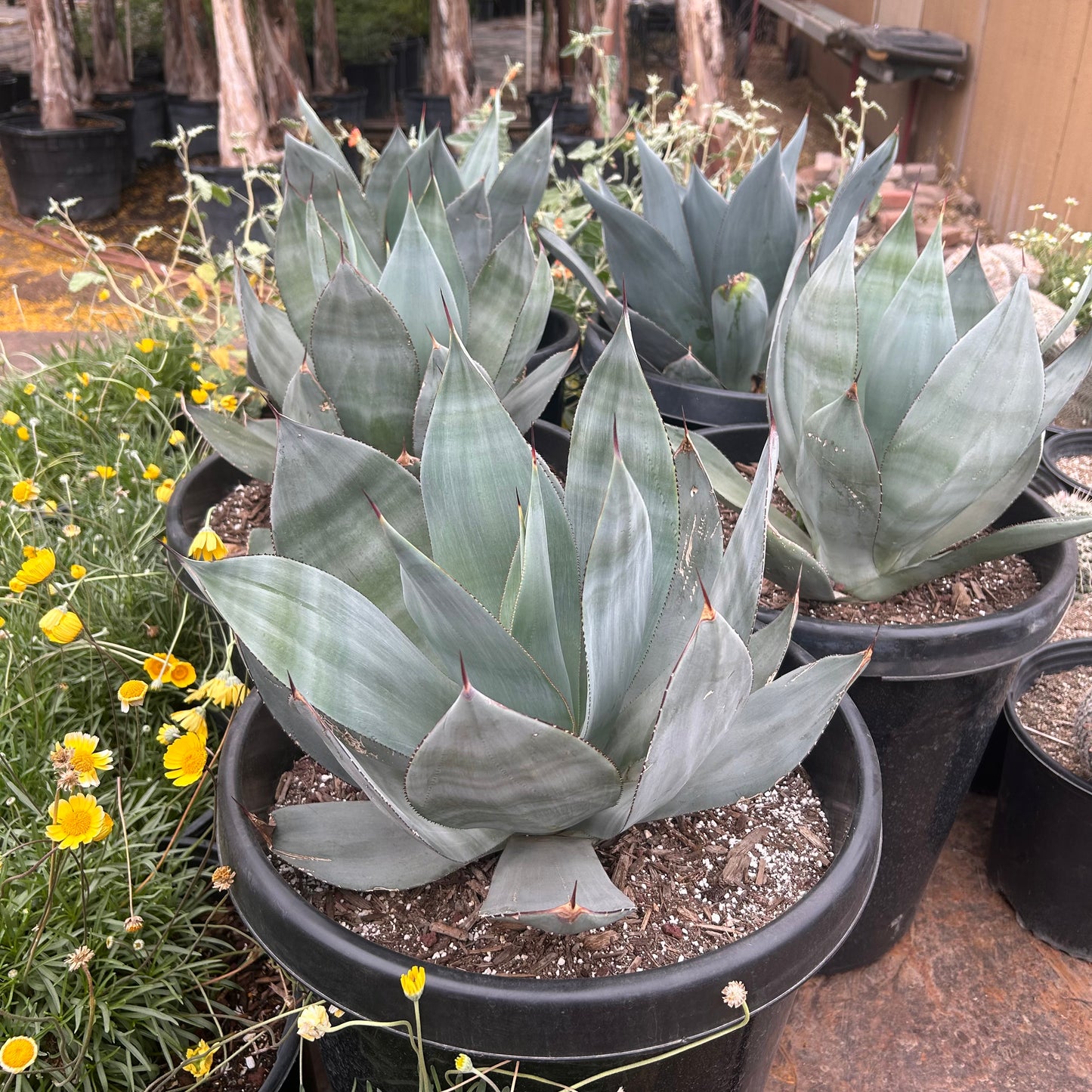 15 gallon Celsi Nova Agave (Agave celsi 'Nova') in nursery pot — Phoenix, AZ