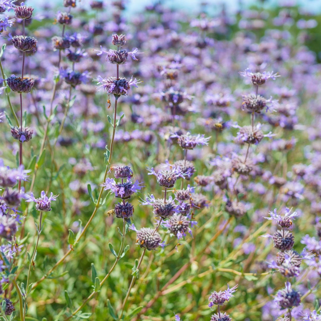Chaparral Sage (Salvia clevelandii) field showing masses of lavender-purple flower spikes on aromatic silver-green stems