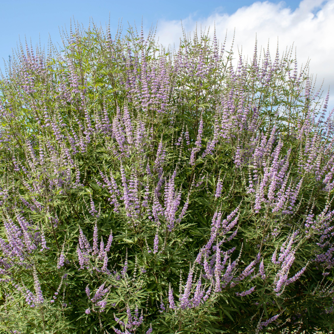 Chaste Tree (Vitex agnus-castus) in full lavender bloom against blue sky — Phoenix, AZ