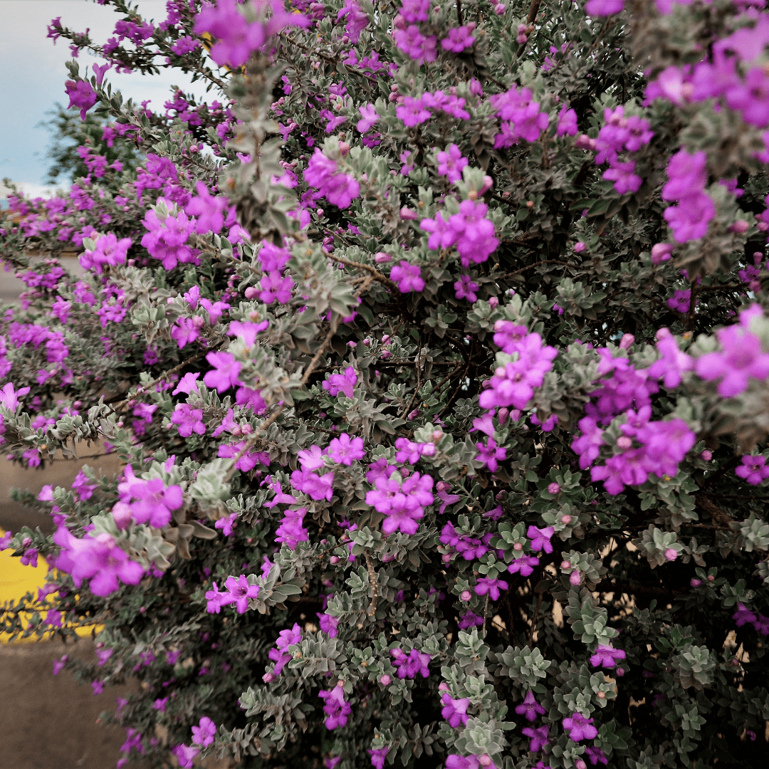 Chihuahuan Sage (Leucophyllum zygophyllum) with purple flowers and silver foliage in bloom — Phoenix, AZ