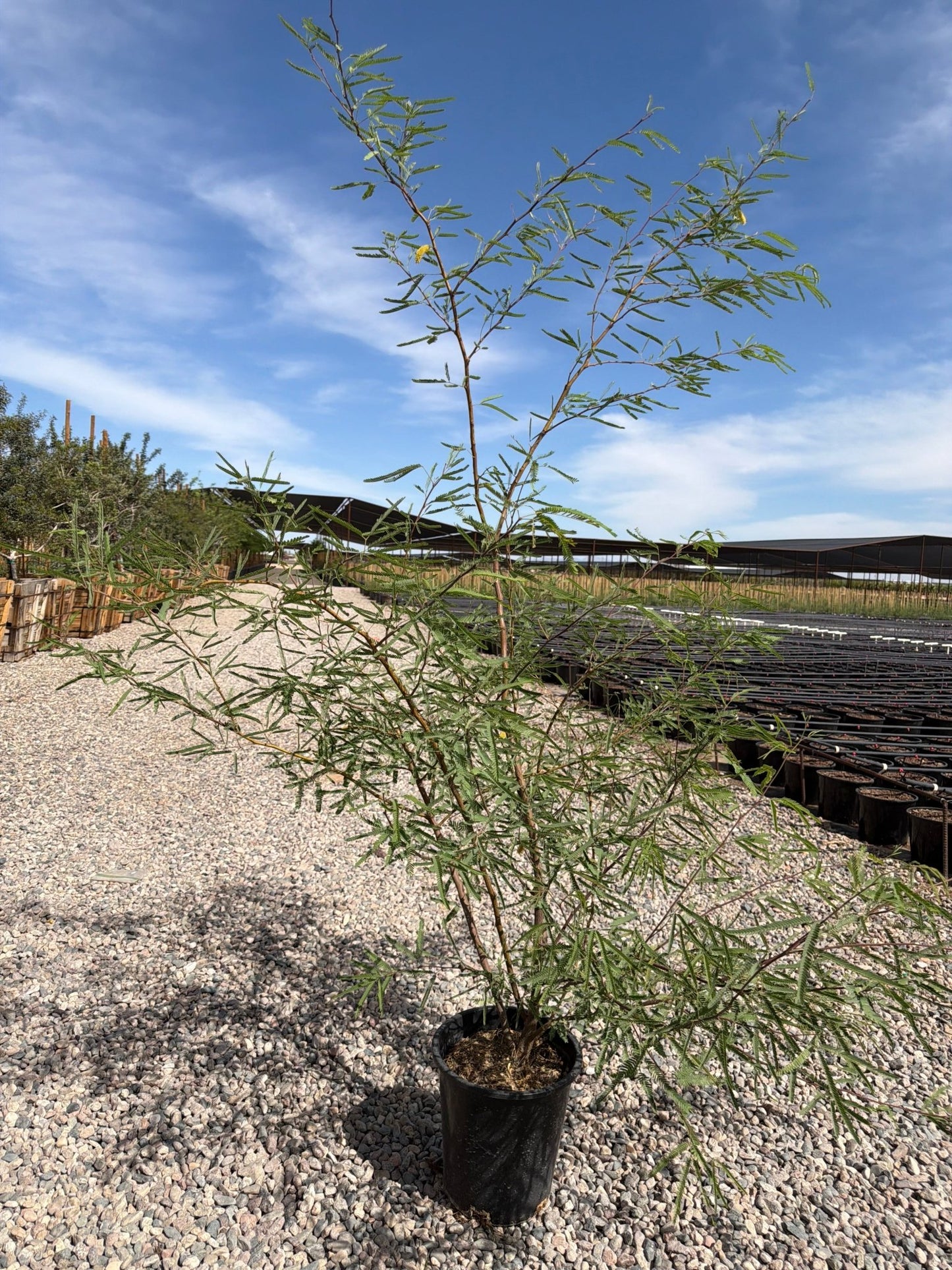 5 gallon Chilean Mesquite Tree (Prosopis chilensis) in nursery pot on gravel — Phoenix, AZ