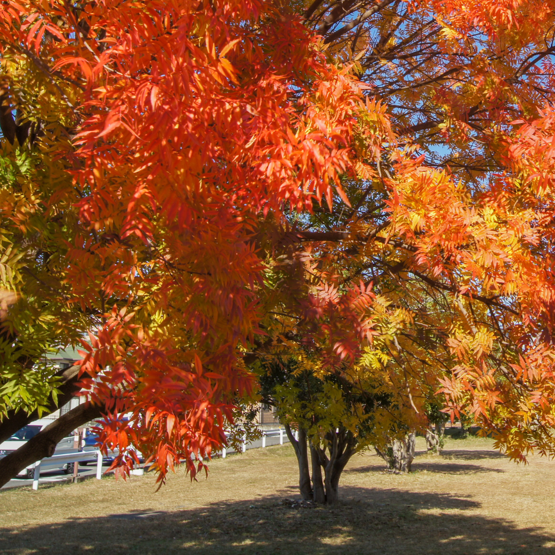 Chinese Pistache Red Push (Pistacia chinensis) with brilliant red-orange fall foliage in landscape — Phoenix, AZ