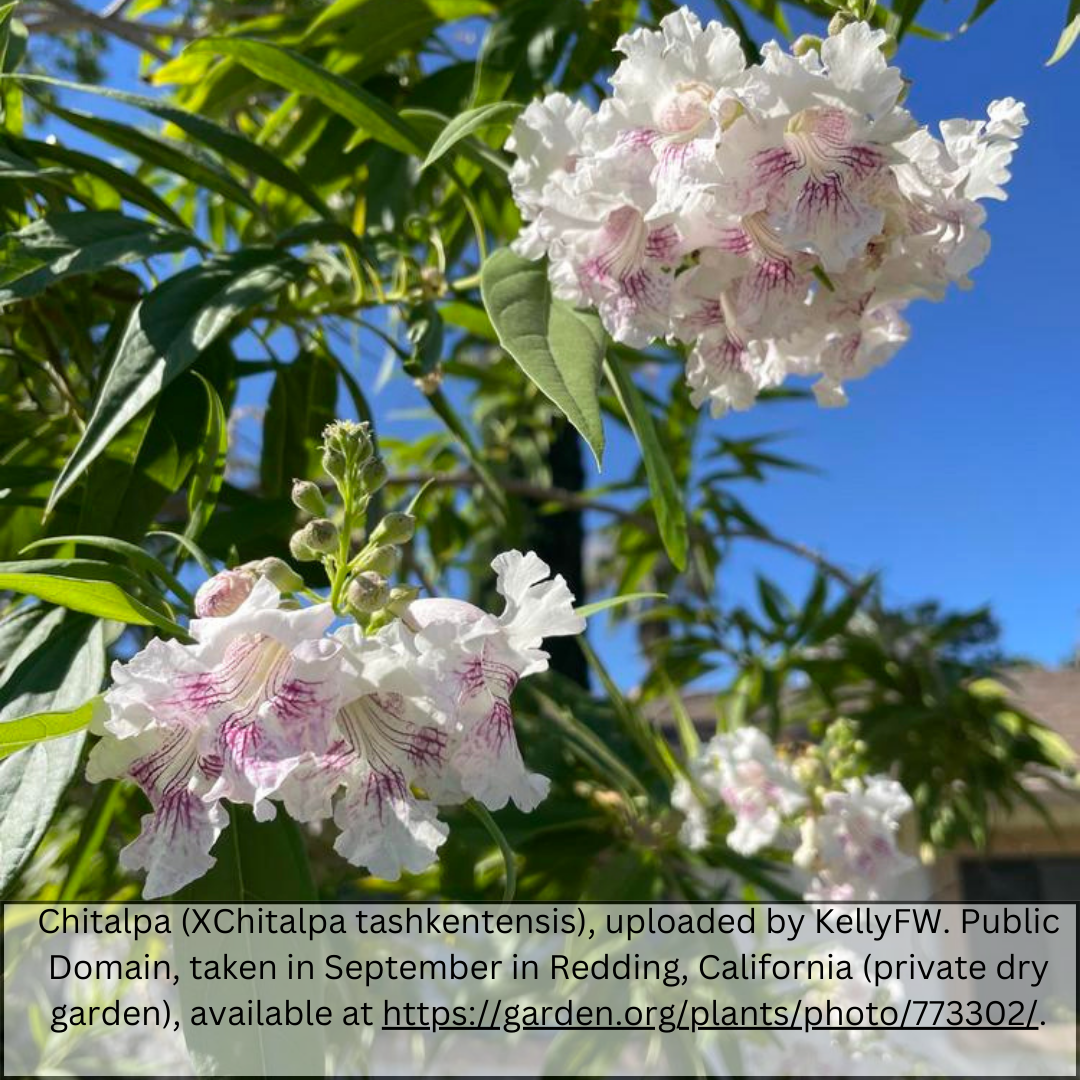 Chitalpa