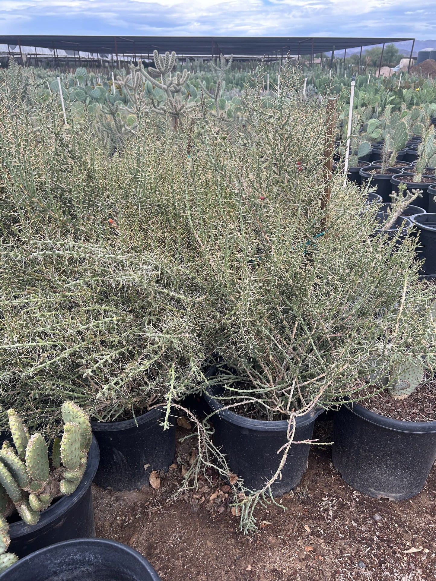 Christmas Cholla 10/15 Gallon