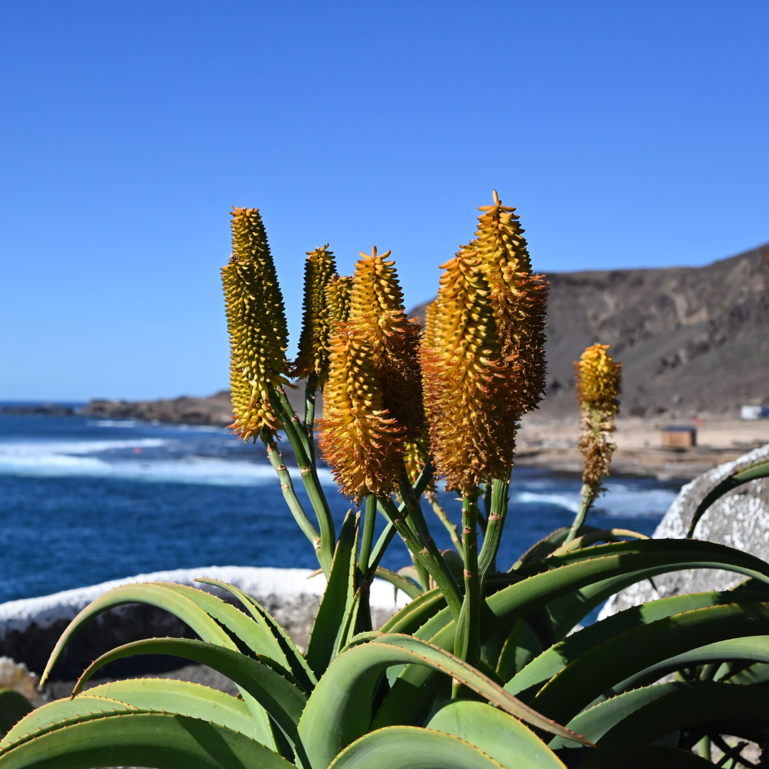 Coast / Dune Aloe
