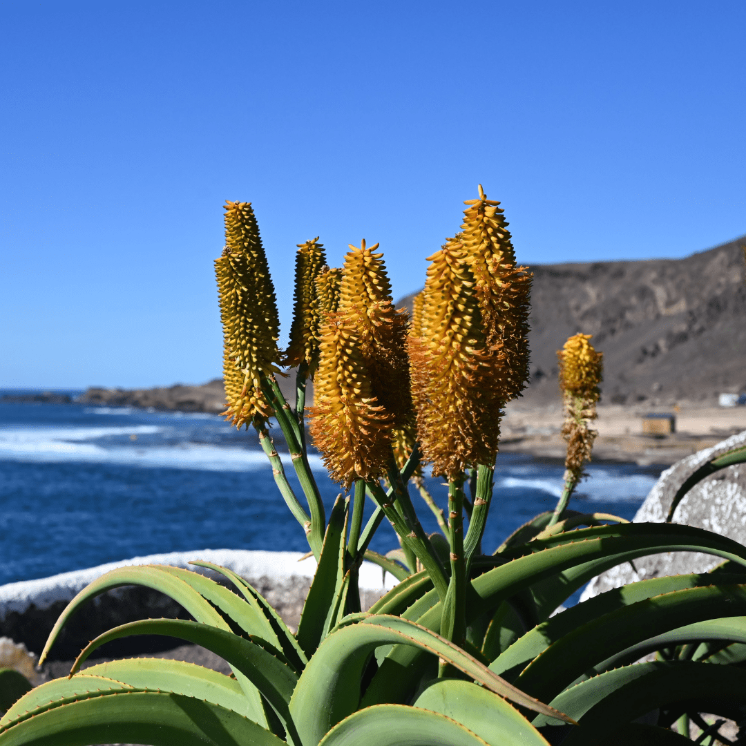 Coast Dune Aloe (Aloe thraskii) with red-orange flower spikes and recurving leaves — Phoenix, AZ