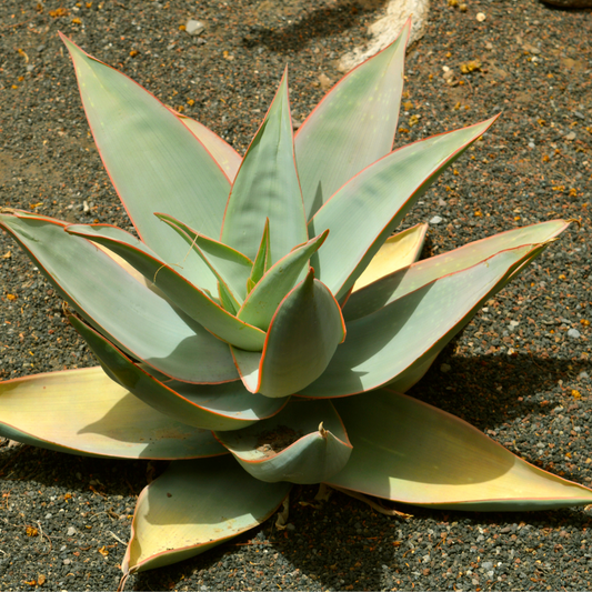 Coral Aloe