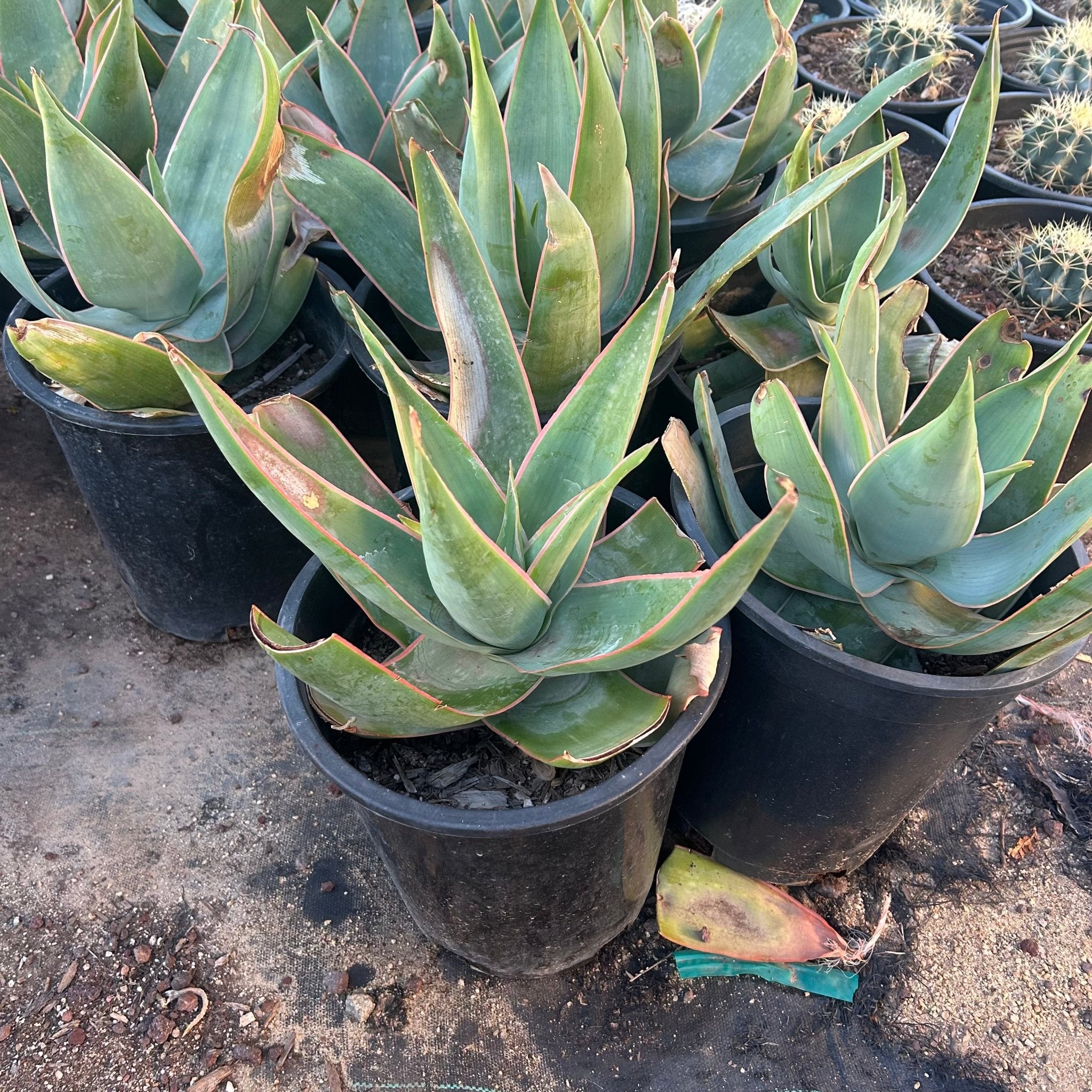 succulent plant aloe Buy Coral Aloe Phoenix, AZ | Aloe striata