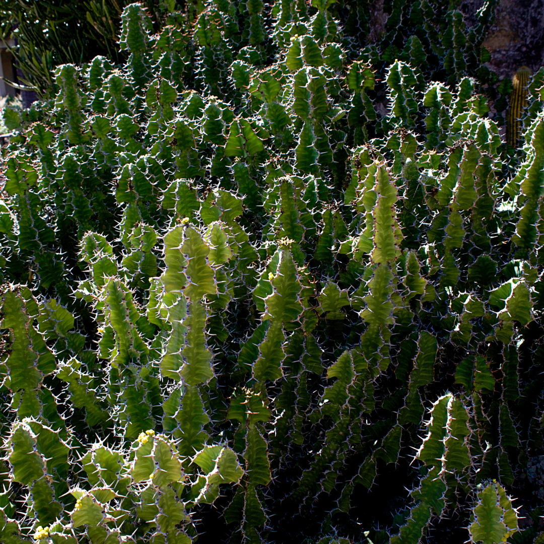 Cow's Horn Euphorbia