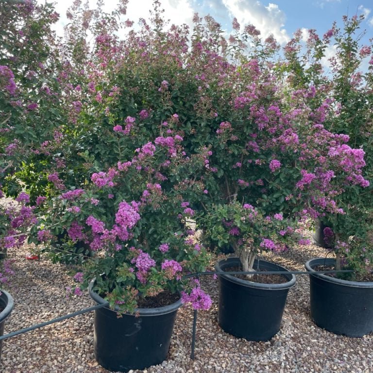 25 gallon Purple Crape Myrtle Tree (Lagerstroemia indica) in full lavender-purple bloom in nursery pots — Phoenix, AZ