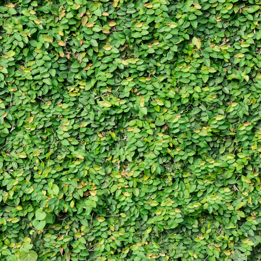 Creeping Fig Vine