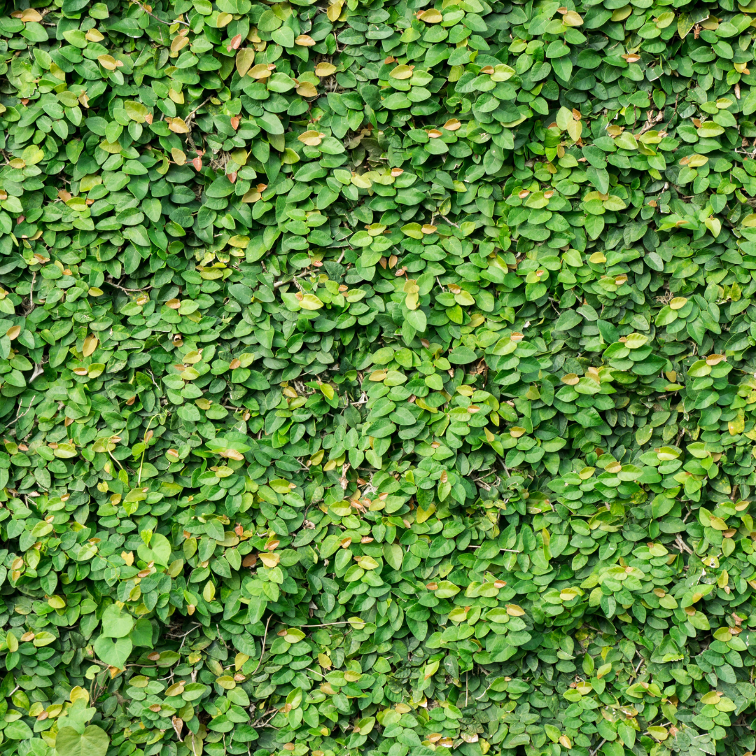 Creeping Fig (Ficus pumila) staked showing dense fine-textured heart-shaped leaves for wall coverage — Phoenix, AZ