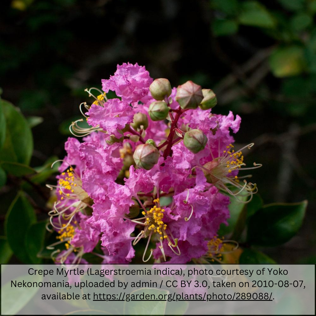 Crape Myrtle (Lagerstroemia indica) close-up of pink flower cluster with buds — Phoenix, AZ