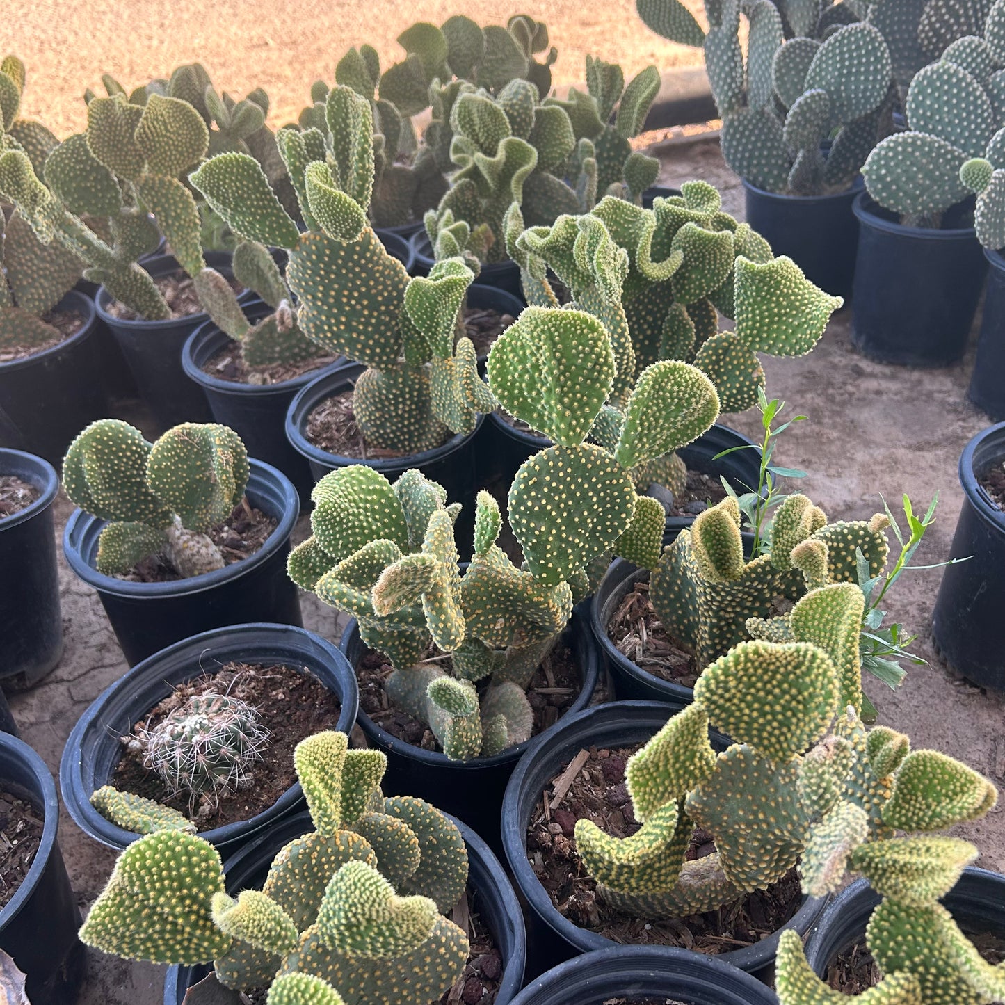 Crested Microdasys