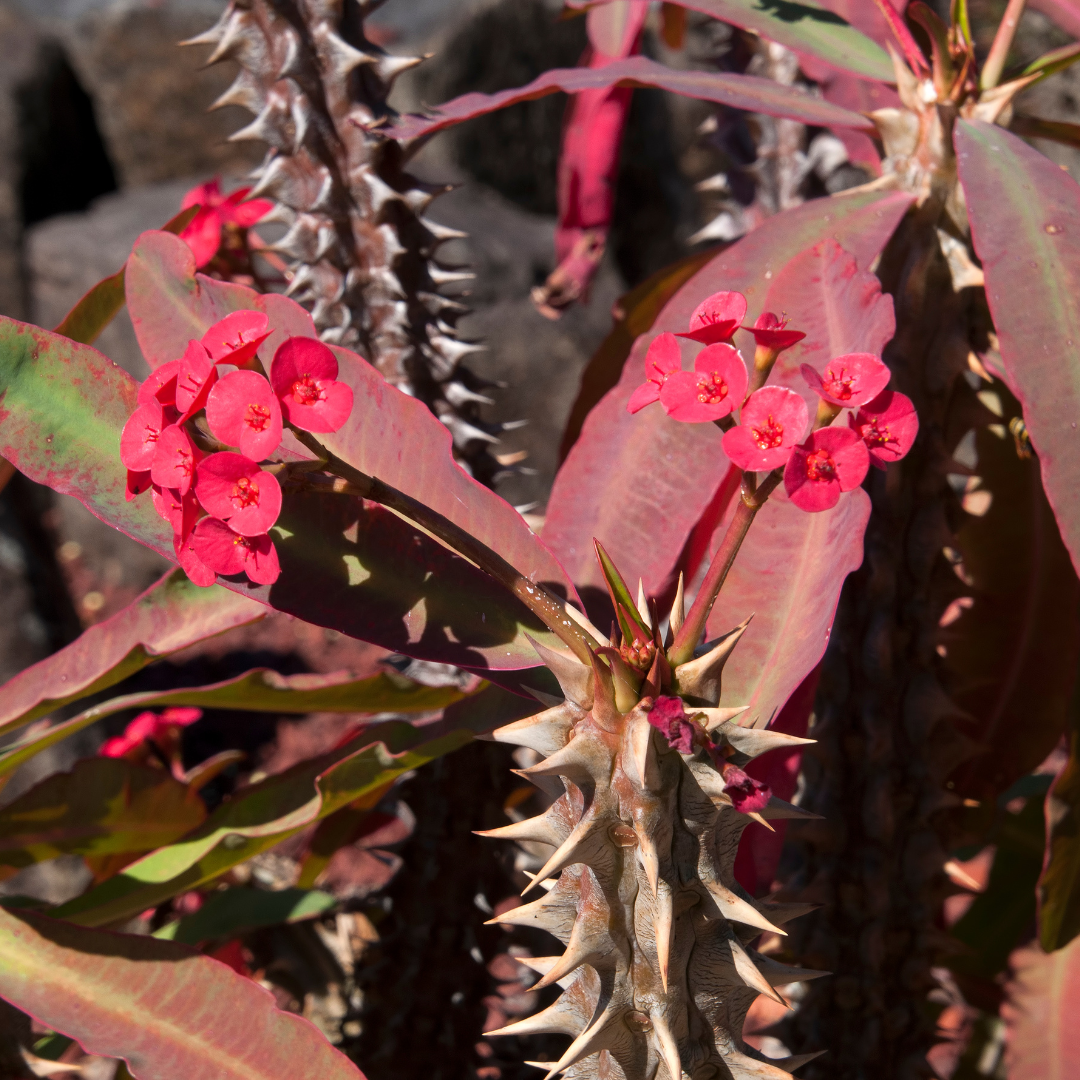 Red Crown of Thorns (Euphorbia milii) vivid red flowers and thorny stems close-up — Phoenix, AZ