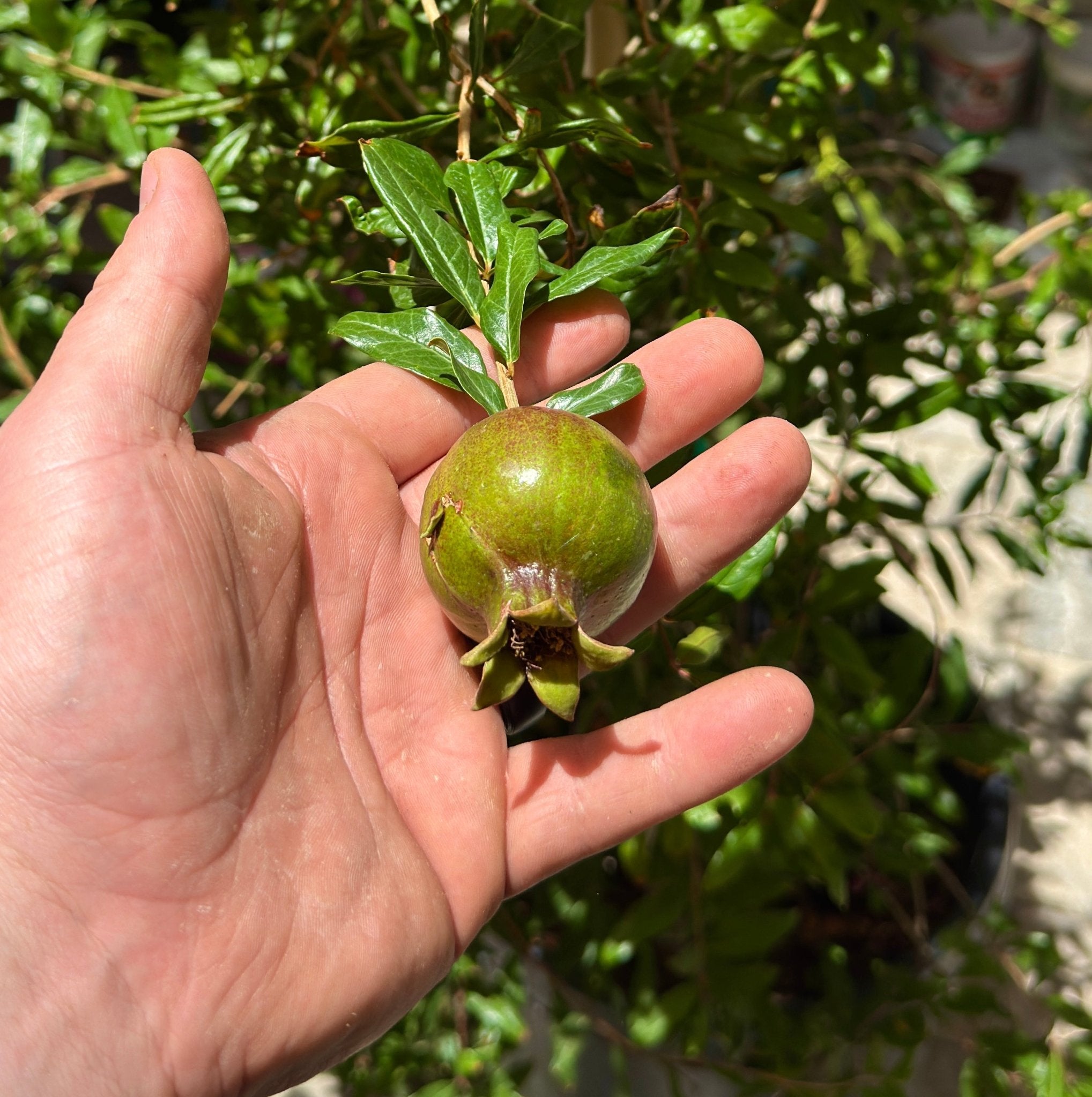 Buy Dwarf Pomegranate Phoenix, AZ | Punica granatum | Three