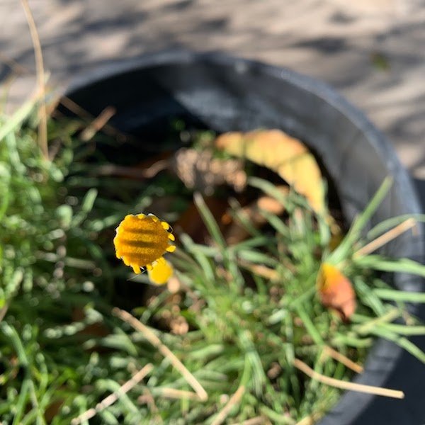 Angelita Daisy (Tetraneuris acaulis) close-up yellow bloom in nursery pot — Phoenix, AZ
