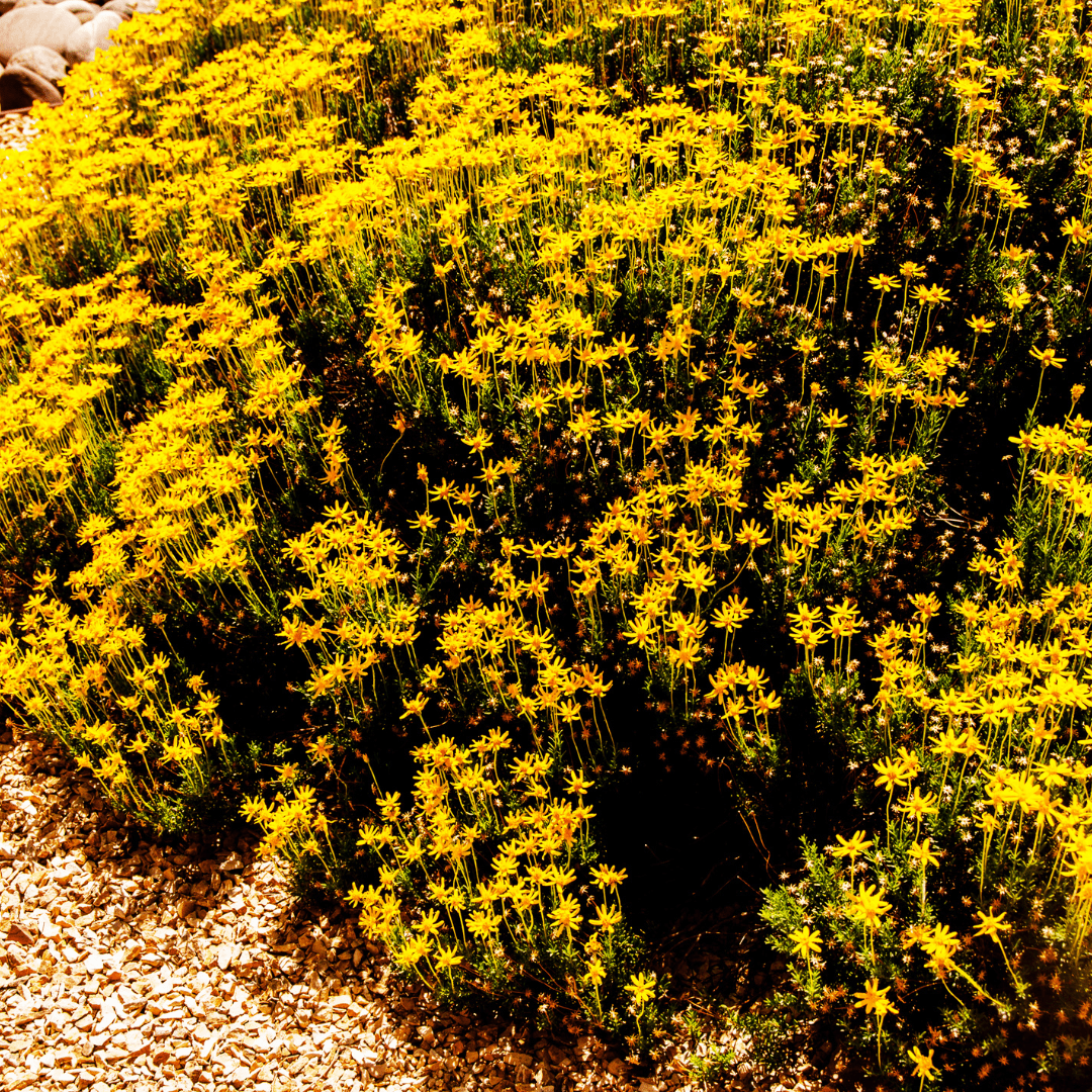 Damianita (Chrysactinia mexicana) bright yellow blooms on compact native shrub — Phoenix, AZ
