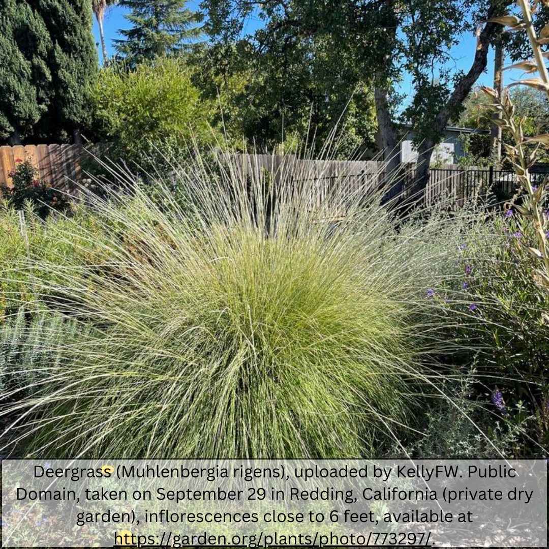 Deer Grass