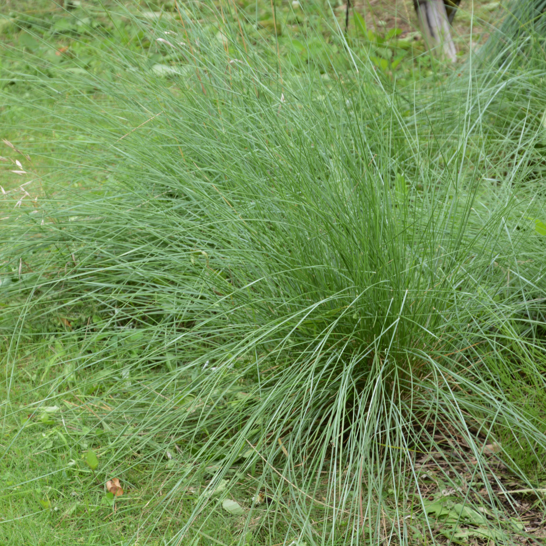 Deer Grass