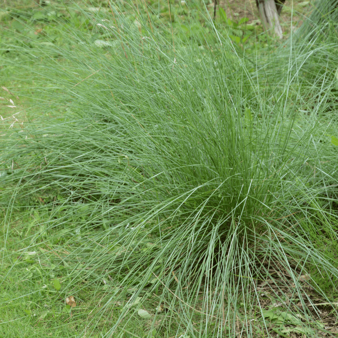 Deer Grass (Muhlenbergia rigens) mature clump showing fountain-like arching foliage in landscape — Phoenix, AZ