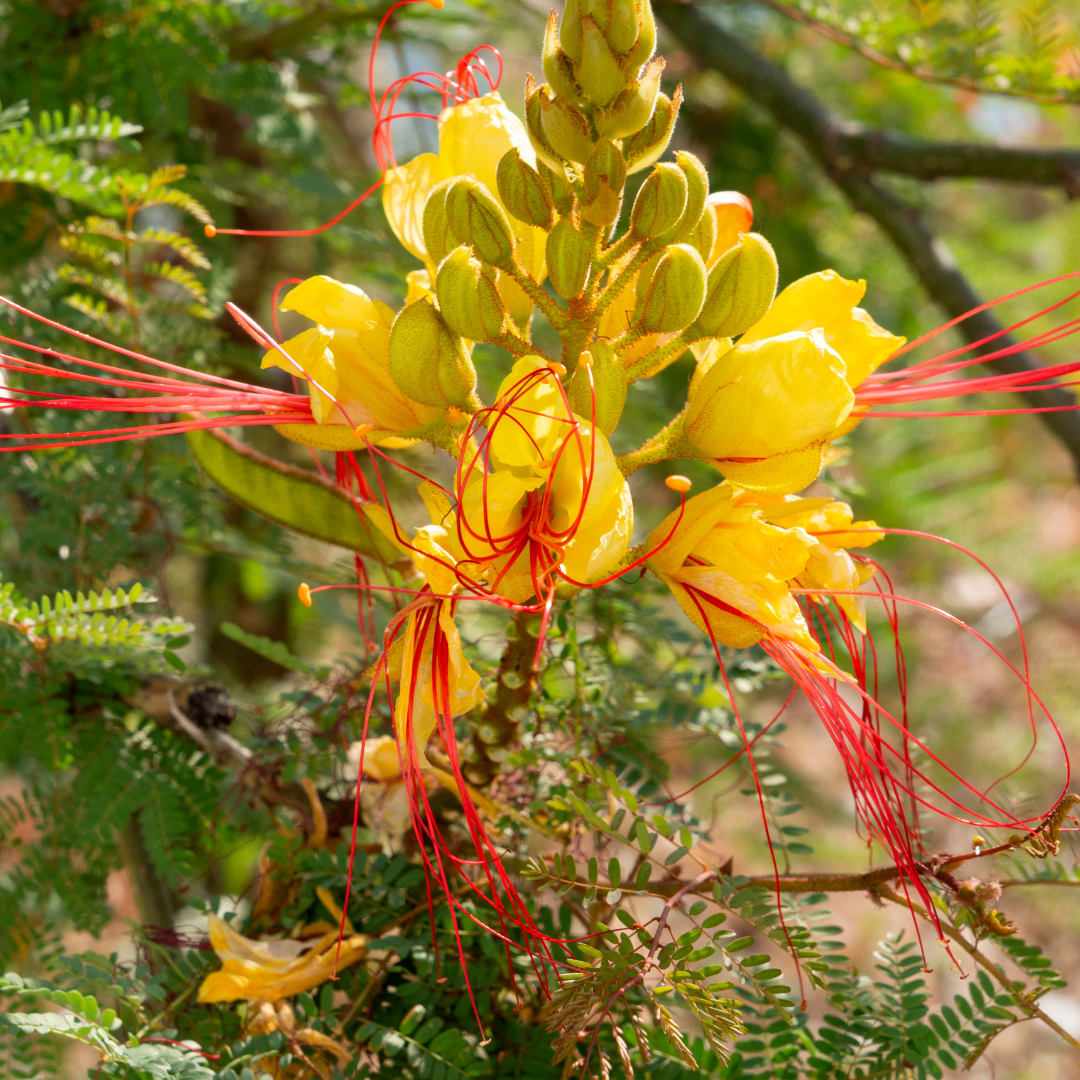Desert Bird of Paradise (Caesalpinia gilliesii) yellow blooms in Phoenix, AZ nursery