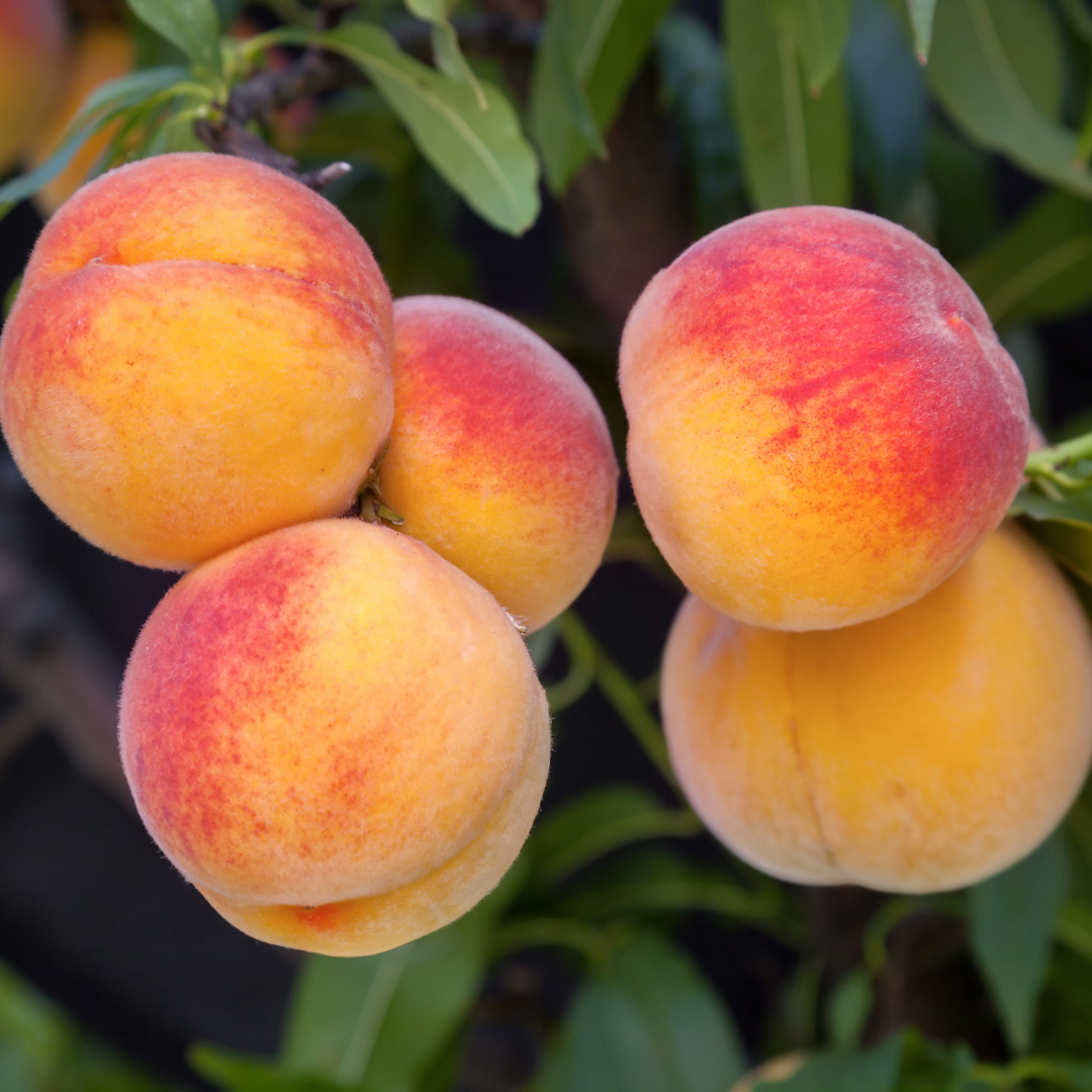 Desert Gold Peach Tree