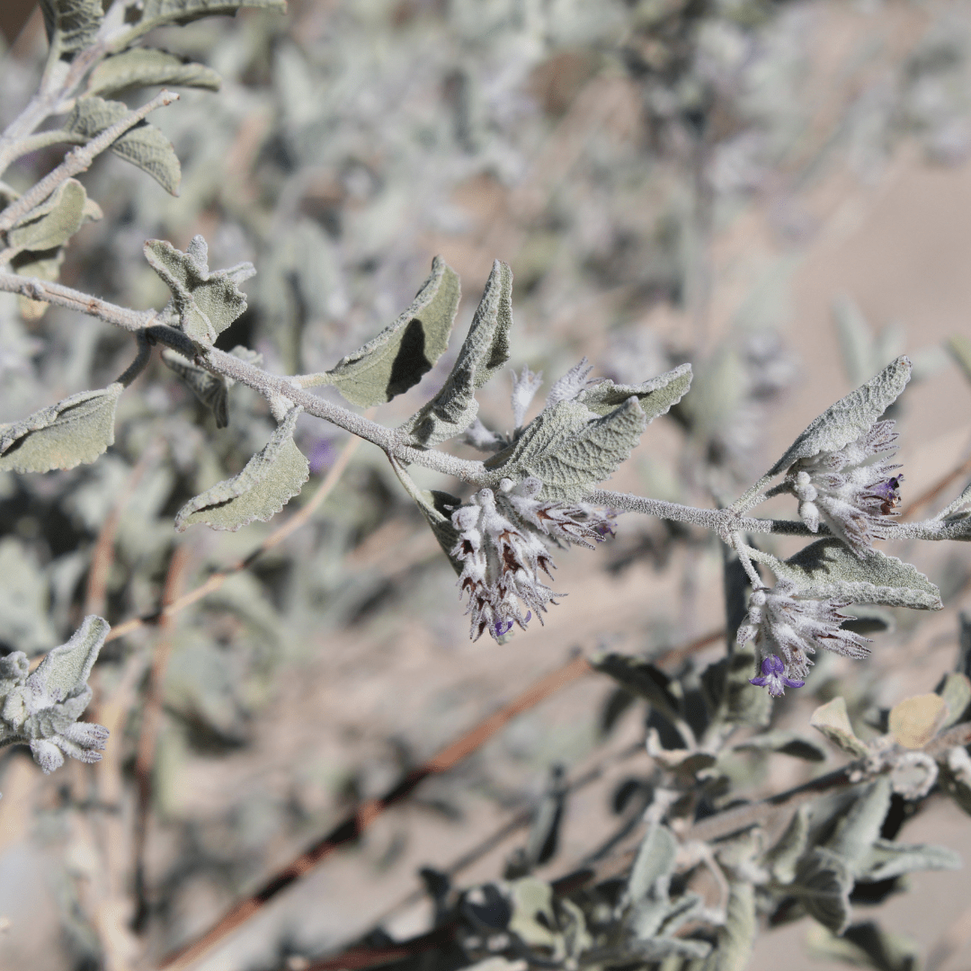 Desert Lavender (Hyptis emoryi) silvery aromatic shrub with lavender blooms — Phoenix, AZ