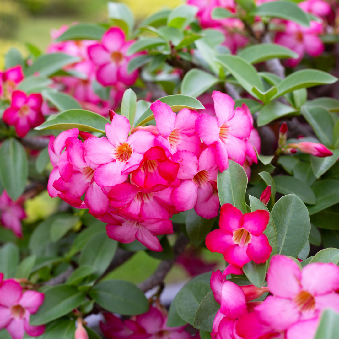 Desert Rose (Adenium obesum) vibrant pink and red flowers close-up — Phoenix, AZ