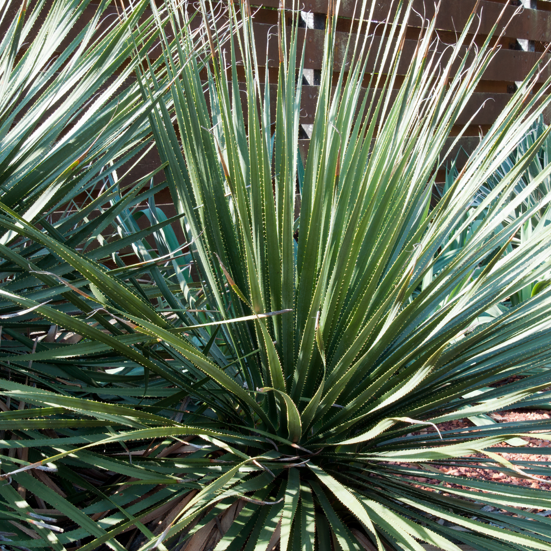 Desert Spoon (Dasylirion wheeleri) close-up of silvery-green starburst rosette with serrated leaf edges — Phoenix, AZ