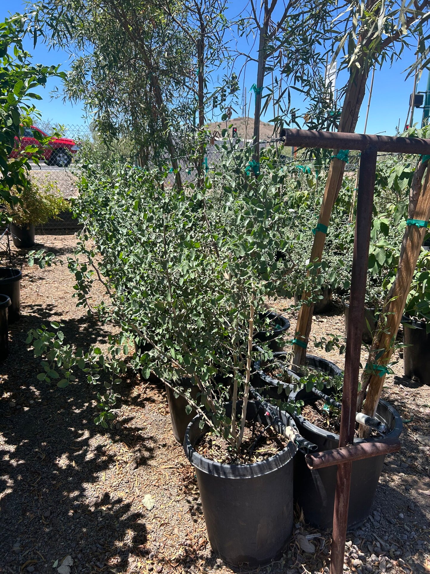 Desert Hackberry - 10/15 Gallon