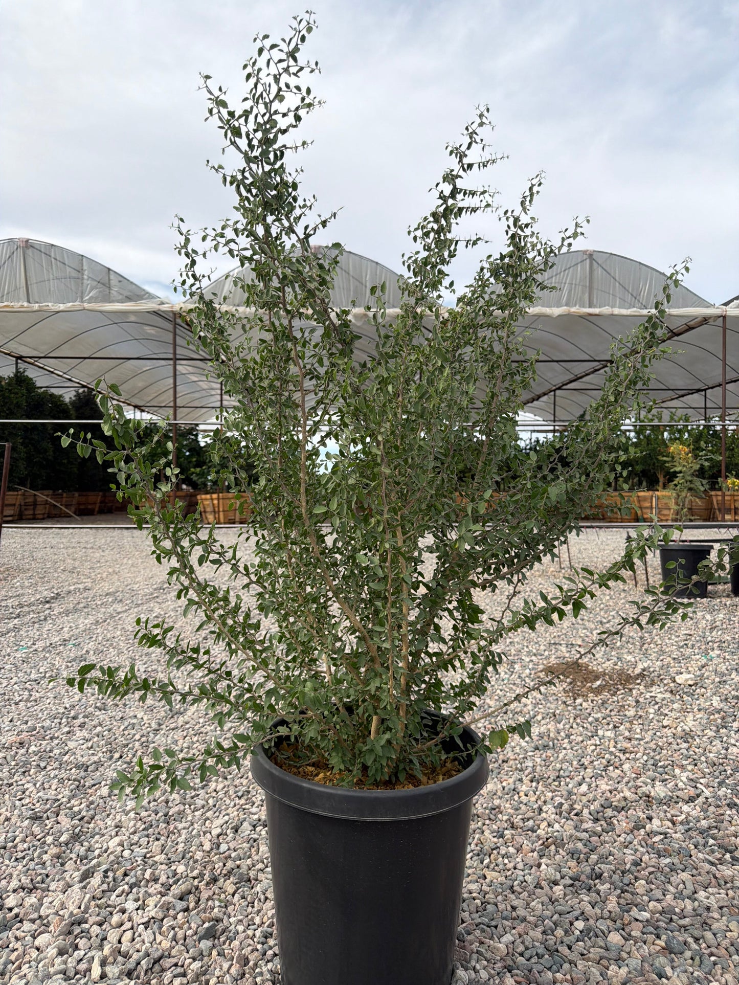 15 gallon Desert Hackberry (Celtis pallida) in nursery pot — Phoenix, AZ