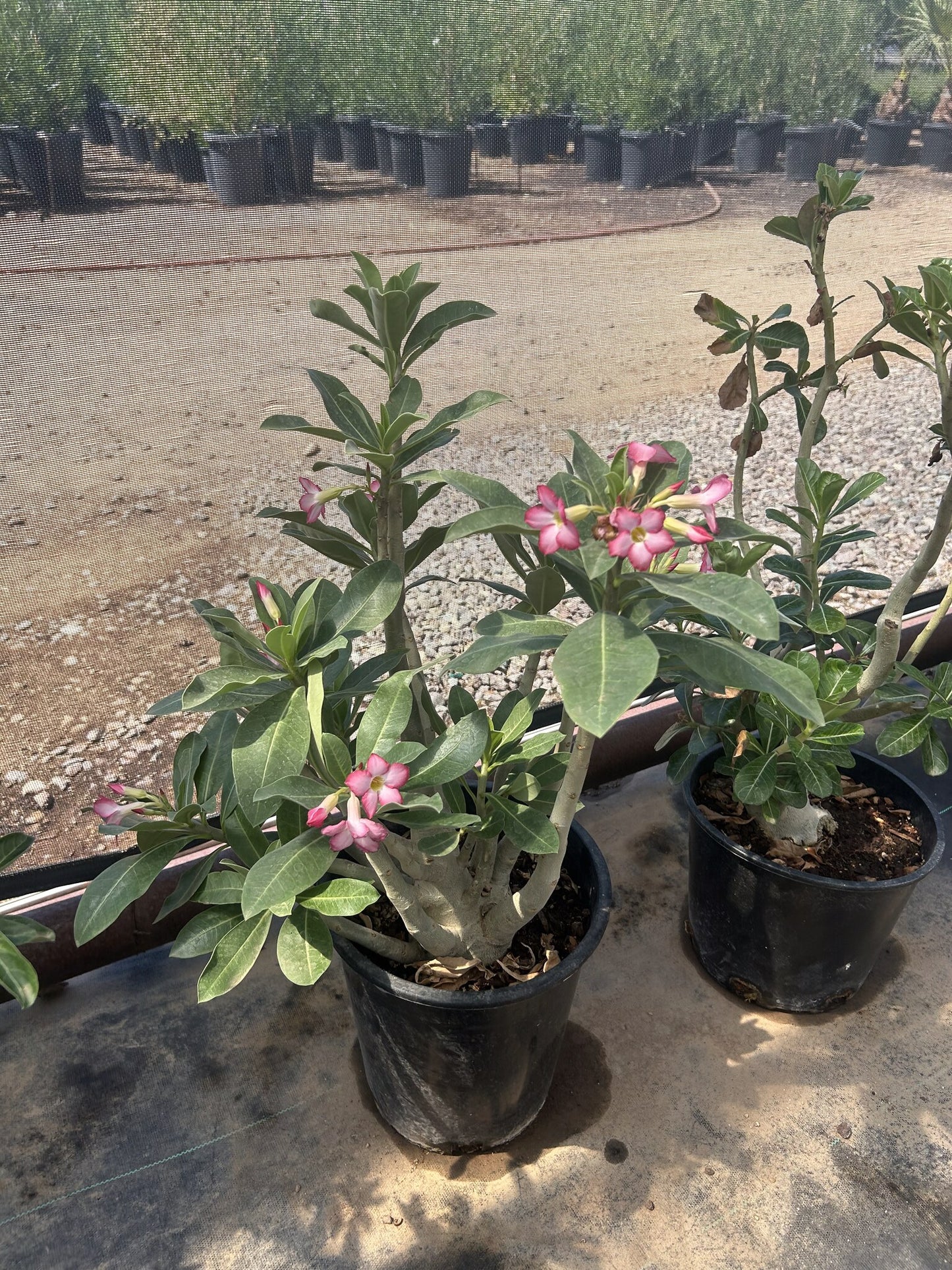 Desert Rose