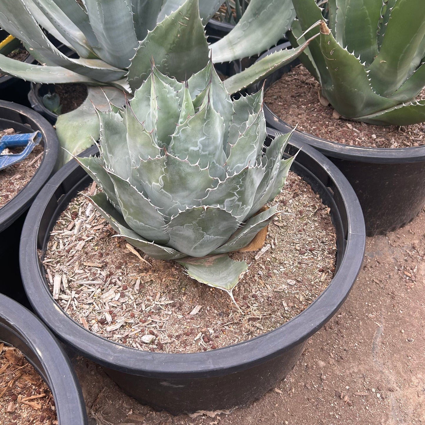 15 gallon Desert Rose Agave (Agave ovatifolia) in nursery pot — Phoenix, AZ