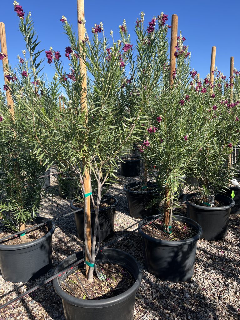 25 gallon Bubbalicious Desert Willow (Chilopsis linearis) in bloom in black nursery containers — Phoenix, AZ
