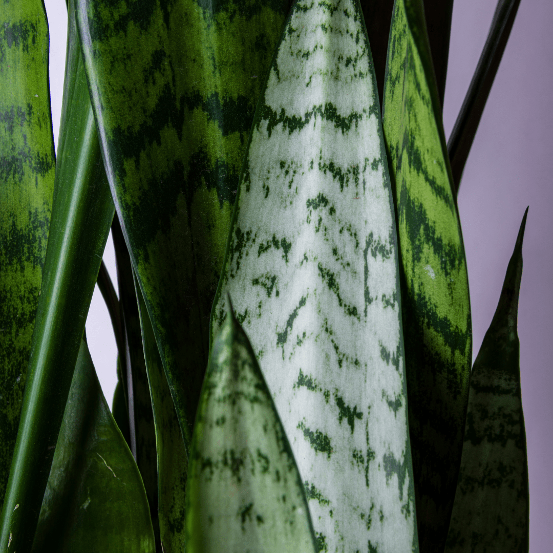 amorphophallus konjac snake plant Buy Devils Tongue Phoenix, AZ | Amorphophallus konjac